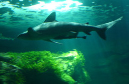 Aquarium de La Rochelle